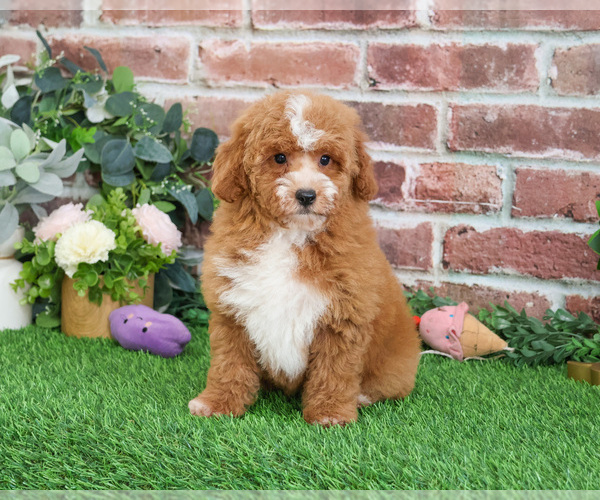 Medium Photo #4 Goldendoodle mix (+ Poodle Miniature) Puppy For Sale in SYRACUSE, IN, USA