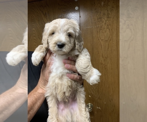 Medium Photo #7 Goldendoodle Puppy For Sale in BRKN ARW, OK, USA