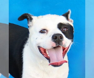 Mutt Dogs for adoption in Pasadena, CA, USA