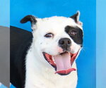 ITTY BITTY - Female Mutt Dog for Adoption - Small photo