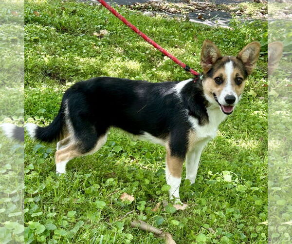 Medium Photo #3 Pembroke Welsh Corgi-Unknown Mix Puppy For Sale in Batavia, OH, USA