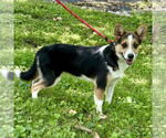 Small #2 Pembroke Welsh Corgi Mix