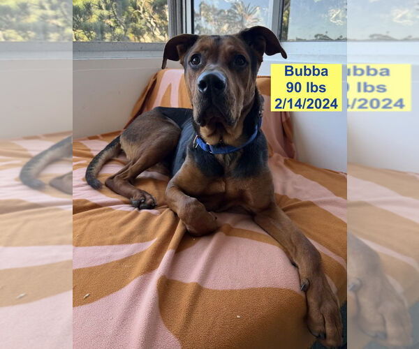 Medium Photo #3 Shepweiller Puppy For Sale in West Hollywood, CA, USA