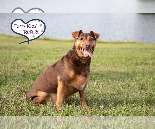 Medium Photo #3 Chiweenie Puppy For Sale in Lee's Summit, MO, USA
