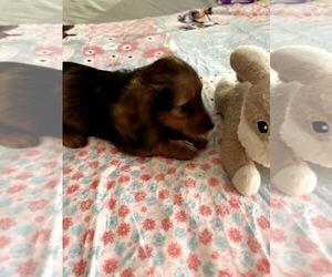 Dachshund Puppy for sale in GORDONVILLE, TX, USA
