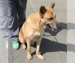 Small #1 Collie-German Shepherd Dog Mix