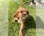 Small Photo #7 Cavalier King Charles Spaniel Puppy For Sale in COLORADO SPRINGS, CO, USA