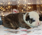 Small Photo #12 English Bulldog Puppy For Sale in WINNSBORO, TX, USA