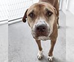 Small #1 Labrador Retriever Mix