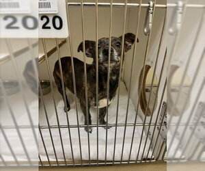 Chihuahua Dogs for adoption in Texas City, TX, USA