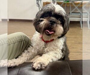 Shih Tzu Dogs for adoption in Canton, CT, USA