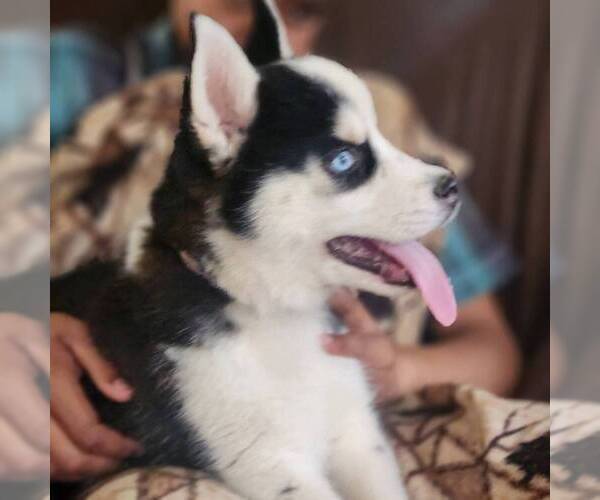 Medium Photo #2 Siberian Husky Puppy For Sale in HAMBURG, PA, USA