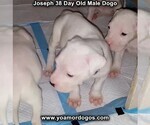 Small Photo #69 Dogo Argentino Puppy For Sale in PINEVILLE, MO, USA