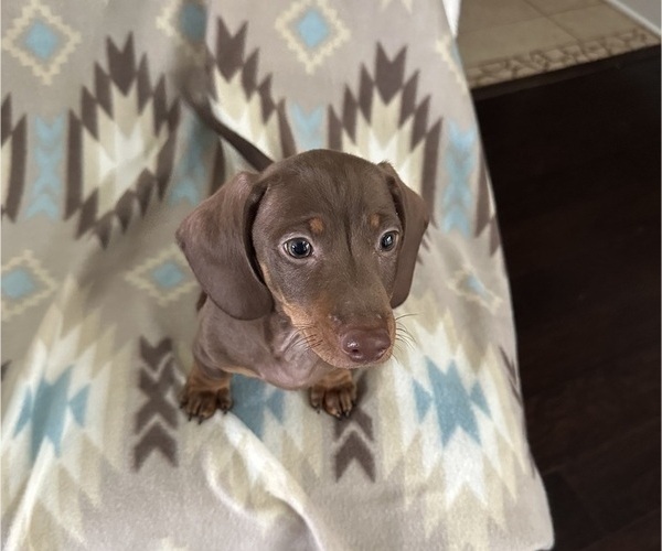 Medium Photo #3 Dachshund Puppy For Sale in MURFREESBORO, TN, USA