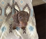 Small #2 Dachshund