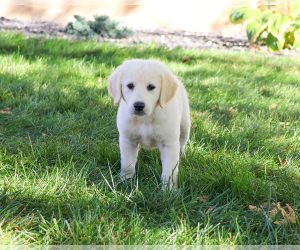 Medium Photo #3 Golden Retriever Puppy For Sale in SYRACUSE, IN, USA