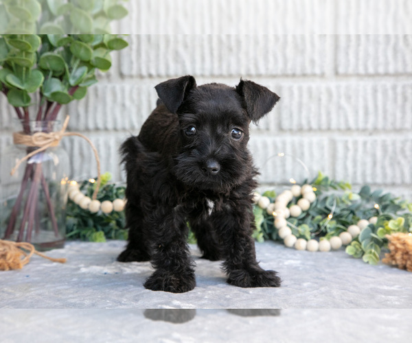 Medium Photo #2 Schnauzer (Miniature) Puppy For Sale in BALTIC, OH, USA
