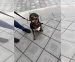 Small #3 Rottweiler