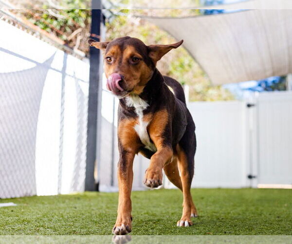 Medium Photo #2 Labbe Puppy For Sale in Canton, CT, USA