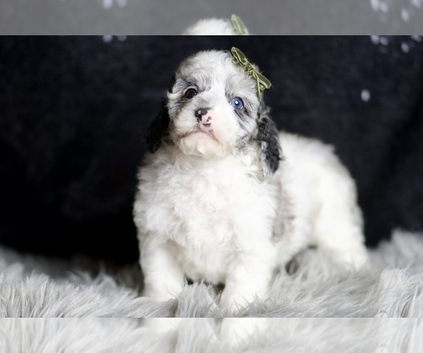 Medium Photo #108 Poodle (Toy) Puppy For Sale in WARSAW, IN, USA