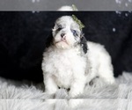 Small #5 Poodle (Toy)