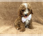 Lane - Male Goldendoodle (Miniature) Puppy for Sale - Photo #4