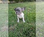 Small #2 French Bulldog