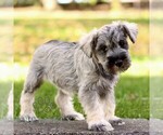 Small #3 Schnauzer (Miniature)