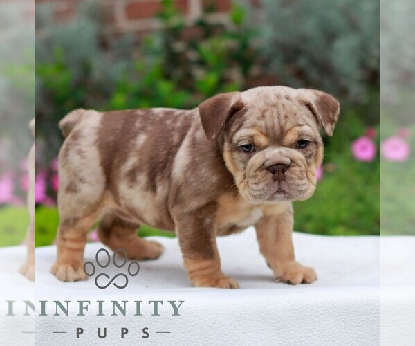 Medium Photo #3 English Bulldog Puppy For Sale in EPHRATA, PA, USA