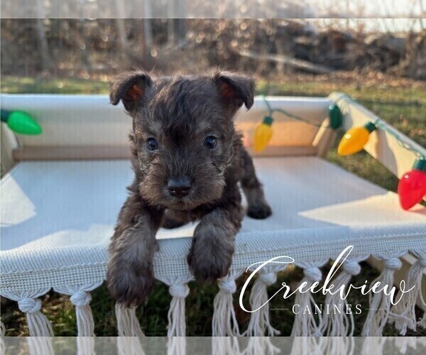 Medium Photo #10 Schnauzer (Miniature) Puppy For Sale in NIANGUA, MO, USA