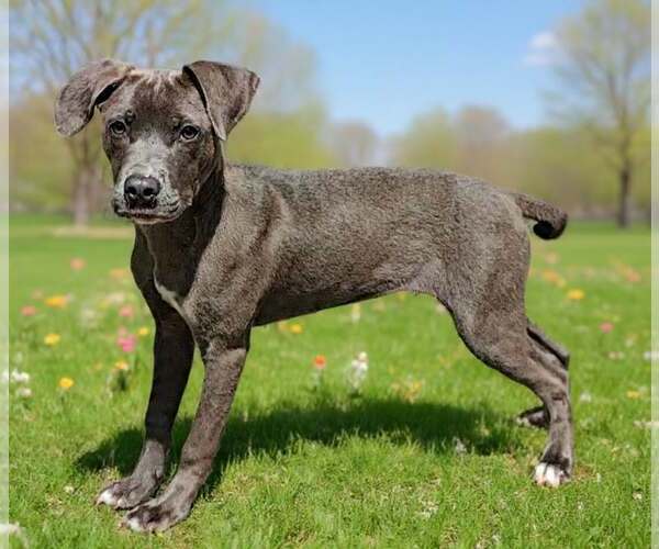 Medium Photo #7 Blue Lacy-Unknown Mix Puppy For Sale in Talladega, AL, USA