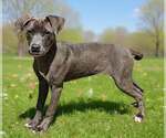 Small #6 Blue Lacy Mix