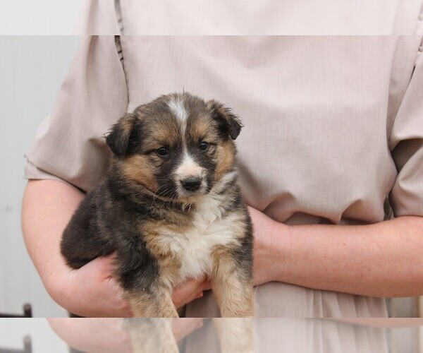 Medium Photo #4 Shollie Puppy For Sale in PENNVILLE, IN, USA