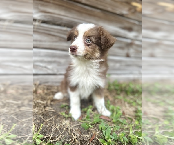Medium Photo #5 Miniature Australian Shepherd Puppy For Sale in ORLANDO, FL, USA