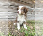Small Photo #5 Miniature Australian Shepherd Puppy For Sale in ORLANDO, FL, USA