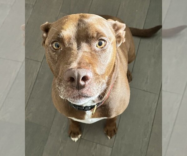 Medium Photo #3 American Staffordshire Terrier-Labrador Retriever Mix Puppy For Sale in Lake Forest, CA, USA