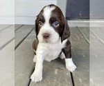 Small #8 English Springer Spaniel