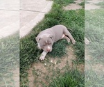 Small Photo #10 American Bully Puppy For Sale in EDON, OH, USA