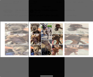 American Bully Puppy for sale in HAMBURG, AR, USA