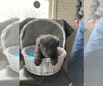 Image preview for Ad Listing. Nickname: Litter of 4