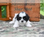 Small #1 Shih Tzu