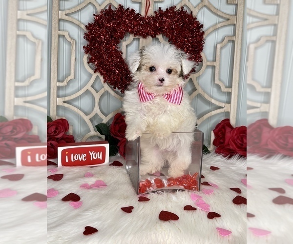Medium Photo #3 YorkiePoo Puppy For Sale in MORRIS CHAPEL, TN, USA