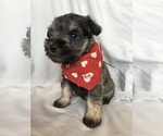 Puppy Spice Schnauzer (Miniature)