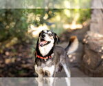 Small Photo #6 Mutt Puppy For Sale in San Diego, CA, USA