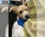 *LITTLE BOO - Female Mutt Dog for Adoption - Small photo