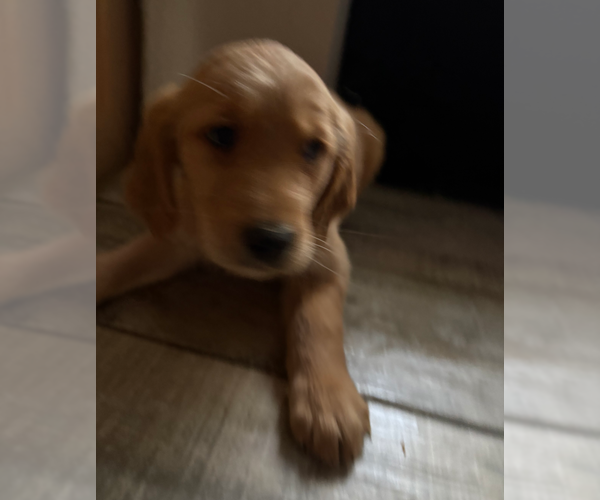 Medium Photo #16 Golden Retriever Puppy For Sale in ORLANDO, FL, USA
