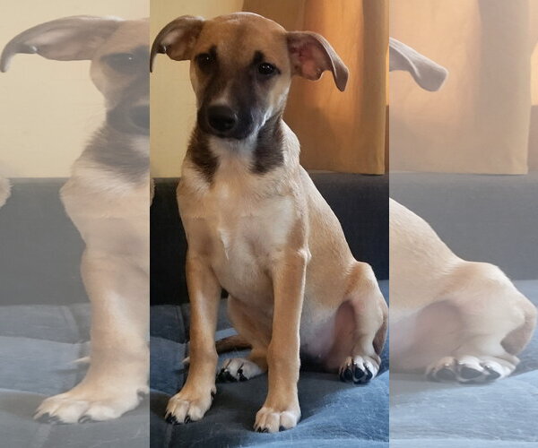 Medium Photo #1 Mutt Puppy For Sale in Topeka, KS, USA
