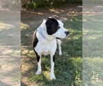 Small #2 Mutt