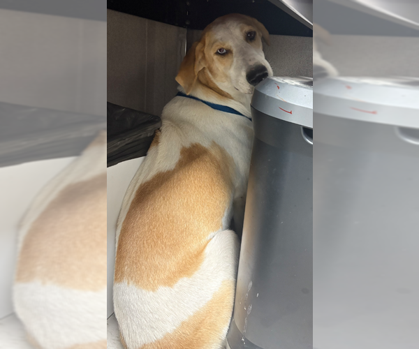 Medium Photo #1 German Shepherd Dog-Treeing Walker Coonhound Mix Puppy For Sale in Rowlett, TX, USA