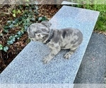Small #154 French Bulldog